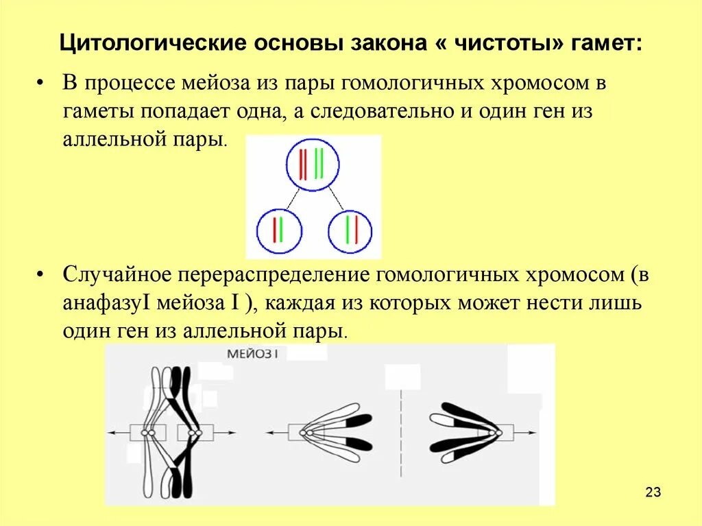 Цитологическое обоснование закона чистоты гамет. Цитологические основы чистоты гамет. Цитологические основы правила чистоты гамет. Цитологическое обоснование гипотезы чистоты гамет. Мендель аллельные гены