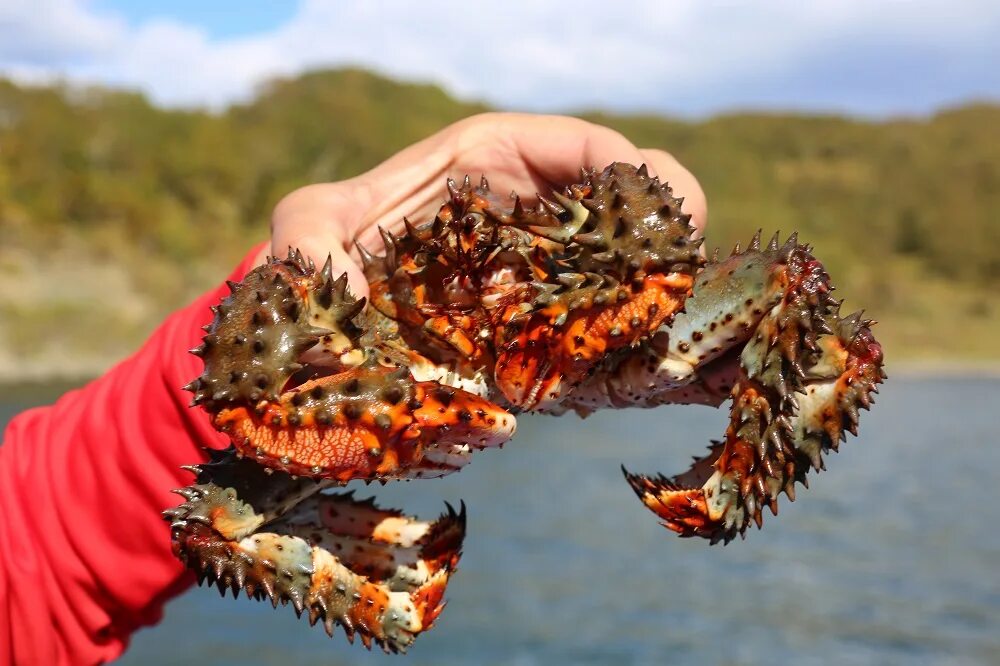 мор рыбы. морские съедобные деликатесы. деликатесы из морепродуктов. экзотические морепродукты. моллюски тайланда.