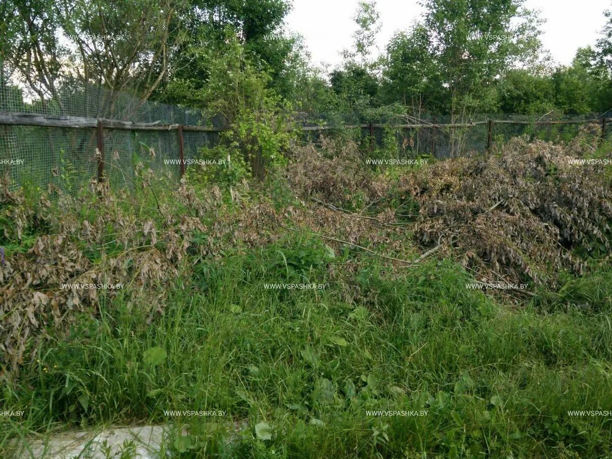 Купил заросший участок. Снт придонье воронеж. заросший участок. заросший огород. заросший участок в снт.