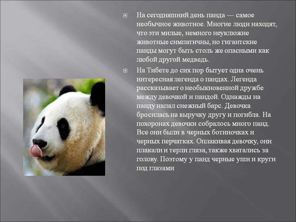 Описание панды. Интересная информация о панде. Информация о большой панде. Сообщение про животное Панда.