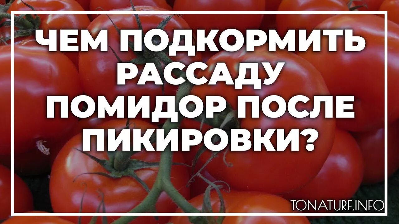 Чем удобрить рассаду помидор после пикировки