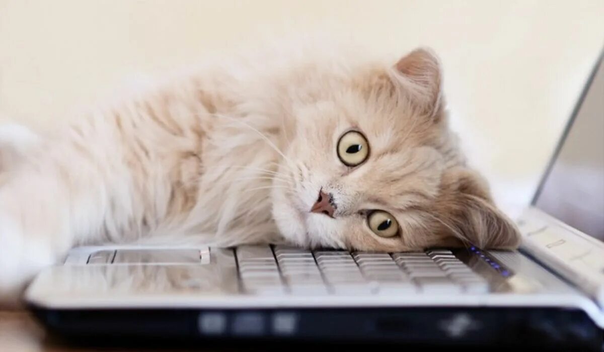 кошачья клавиатура. кот спит. коты на клавиатуре. котенок на клавиатуре. кот на клавиатуре.