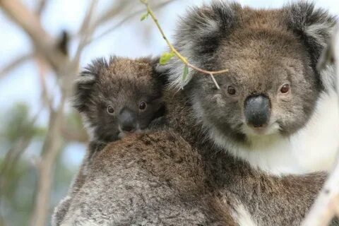 3 коала