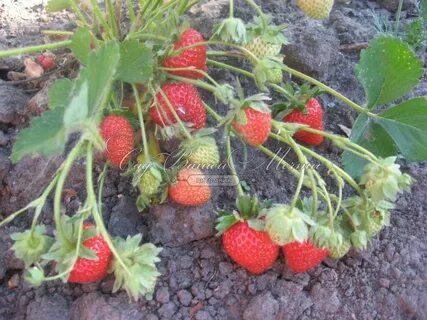 Клубника сорт диамант отзывы