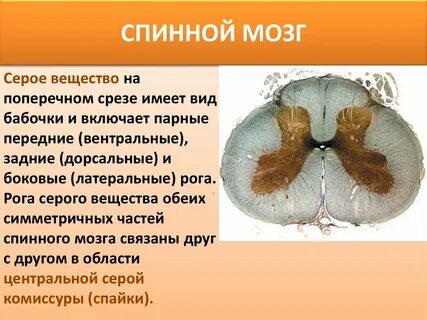 В передних рогах спинного мозга находятся