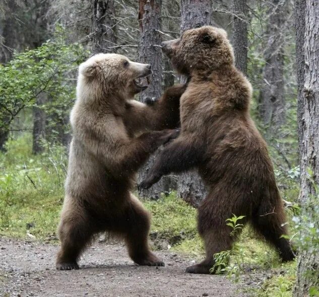 Медведь. Два медведя. Два медведя друзья. Два медведя. Медвежонок целует.