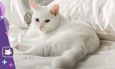 Красивая белая кошечка