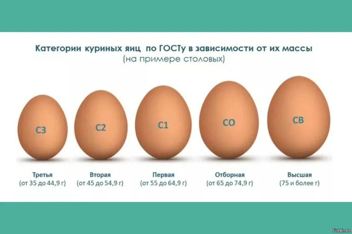 Сколько яиц снесет. Категория яиц с0 с1. яйцо 1 категории. классификация яиц по категориям куриных. размер яиц куриных с1 с2 с0.