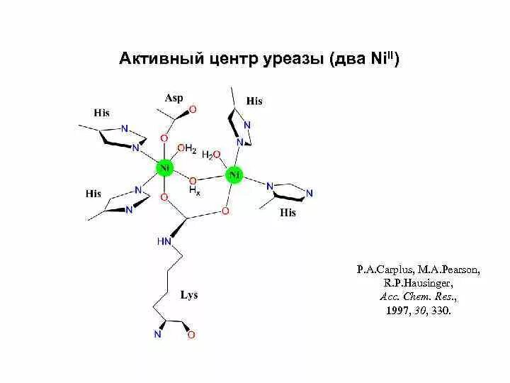 Фермент уреаза. Уреаза формула структурная. Уреаза фермент структура. Механизм действия уреазы. Уреаза химическая формула.