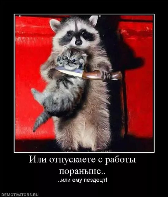 Пораньше или по раньше правило. Отпустите пораньше с работы. енот держит котенка в заложниках. пятница отпустите домой. пятница отпустите домой пораньше.
