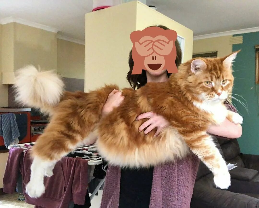 Самая большая домашняя кошка порода. Кот Омар Мейн кун. Кот гигант Мейн кун. Большой кот Мейн кун.