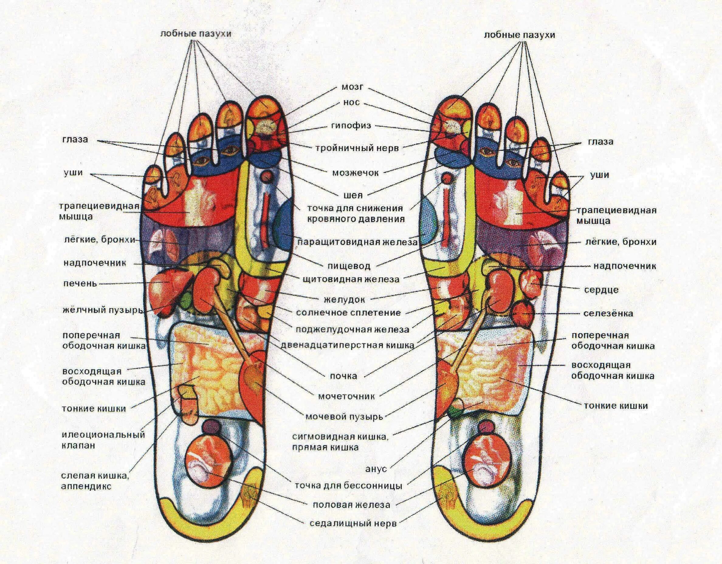 Точки на подошве ног. Биологически активные точки на стопе. Массаж стопы акупунктурные точки. Рефлекторные зоны стопы схема. Акупунктурные точки стопы схема.