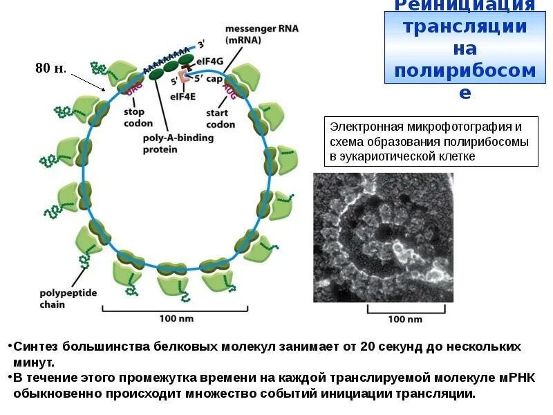 Синтез МРНК. Белковые факторы трансляции. Факторы терминации трансляции. Инициация трансляции.