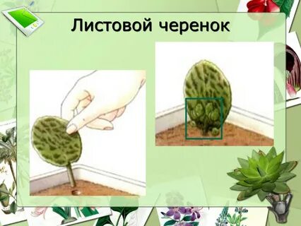 Листовые черенки растения
