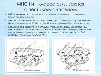 Фрагмент пептид