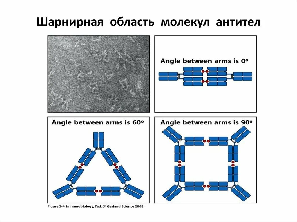 Фрагменты иммуноглобулинов. Шарнирный участок антитела. Строение антитела FC фрагмент. Шарнирная зона иммуноглобулина образована. Fab и FC ФРАГМЕНТЫ антител.