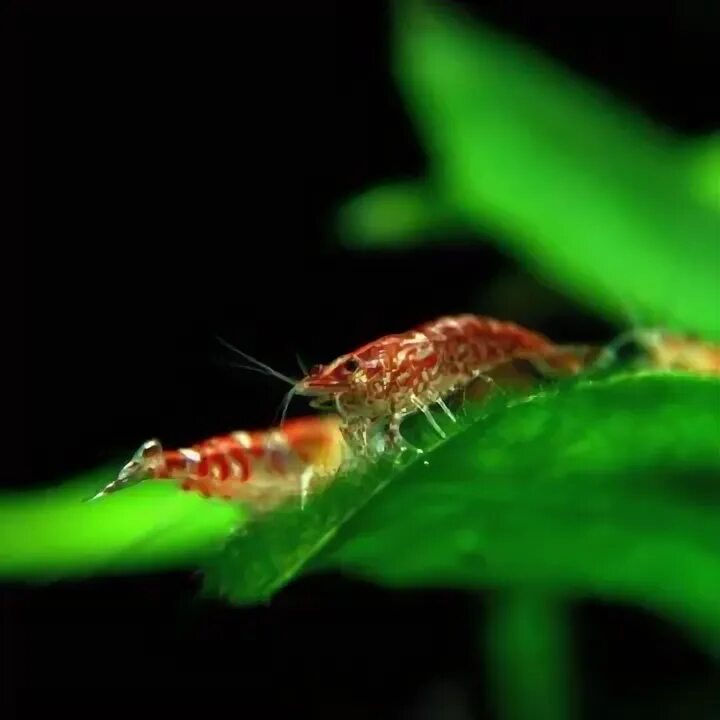 Креветки черри Neocaridina heteropoda.. Креветка вишня. Неокаридина вишня. Креветка Вишенка аквариумная.