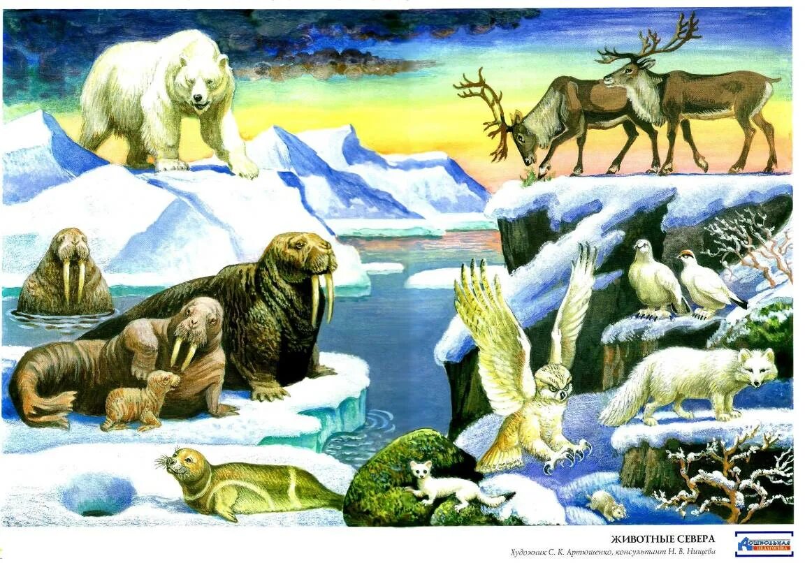 Животные севера. Дикие животные севера. Животные севера для детей. Природа и животный мир Арктики.