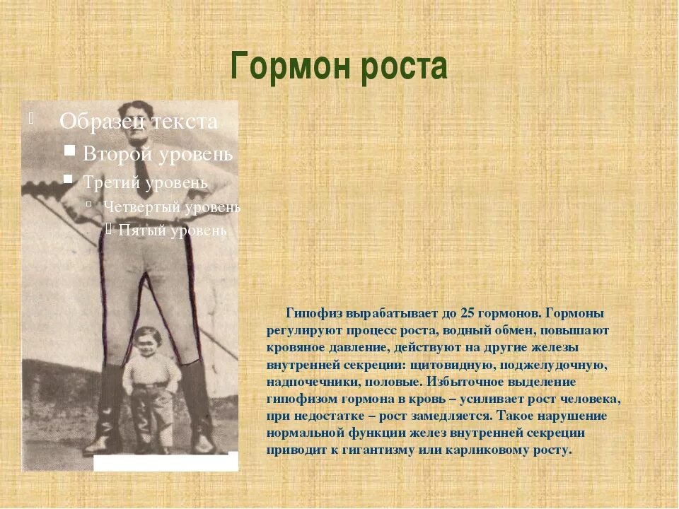 Какой гормон регулирует рост. Гормон роста вырабатывается в гипофизе. Соматотропин гормон роста. Какие гормоны регулируют рост человека. Голодание и гормон роста.