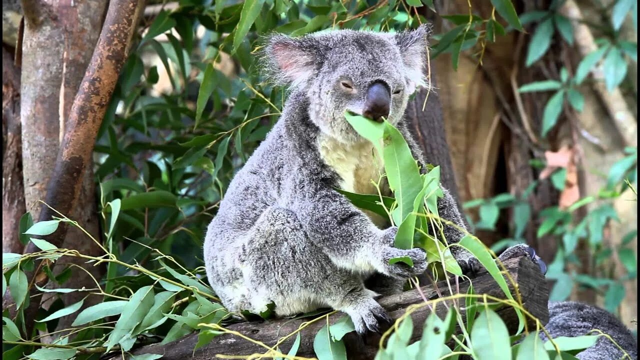 Коала на эвкалипте. Eucalyptus viminalis коалы. Коала на бамбуке. Коала кушает эвкалипт. Алекс коал