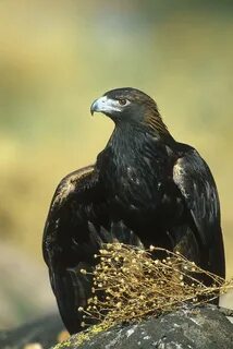 New eagle