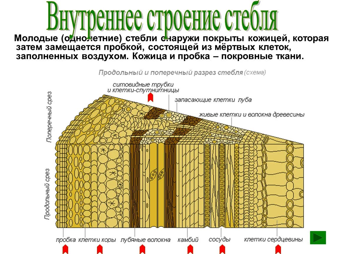 Поперечный и продольный срез. Поперечный разрез стебля древесного растения. Продольный срез стебля древесного растения. Поперечный срез стебля ткани. Строение стебля растения поперечный срез.