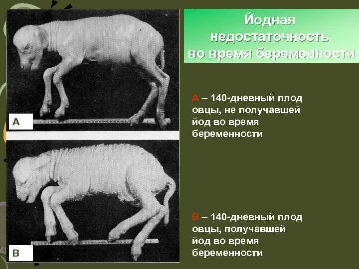 Сколько длится беременность у овец. Период беременности у овец. беременность у овец продолжительность.