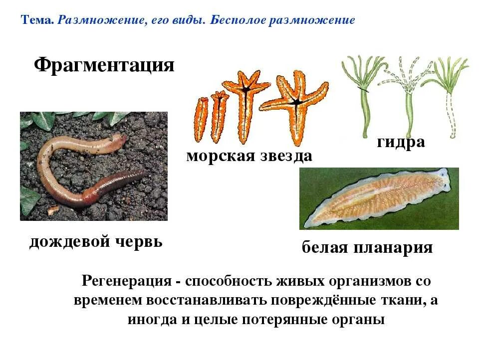 Фрагментация бесполое размножение. Бесполое размножение фрагментация червей. Дождевые черви бесполое размножение. Вегетативное размножение фрагментация. Размножаться и е