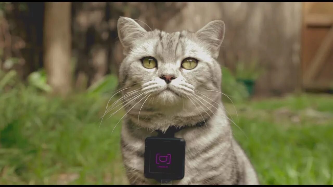Can you turn cat into pet
