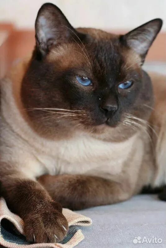 Тайский сиамский кот. Сиамский кот чистокровный. Тайский кот чистокровный. Тайская кошка.