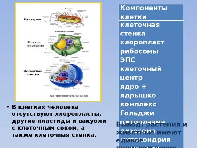 Хлоропласт и эндоплазматическая сеть. Клеточный центр и рибосомы и хлоропласты. Вакуоль растительной клетки. Вывод строение клетки. Митохондрии отсутствуют в клетках.