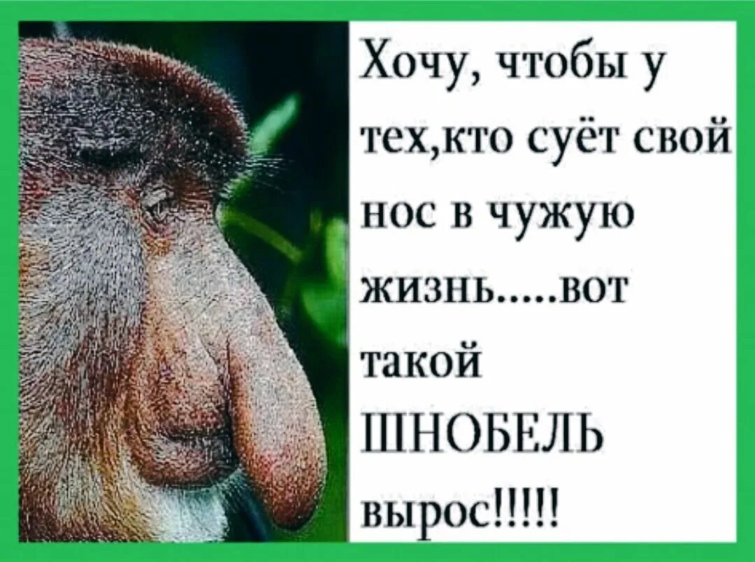 Не знаю что обсудим. Не суйте свой нос в мою жизнь. Не суй свой нос в чужие дела. Суют нос в чужую жизнь. Не надо сувать нос в чужую жизнь.