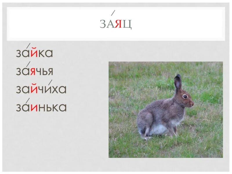 Ударение в слове заяц. Словарное слово заяц. Словарная работа со словом заяц. Словарное слово заяц 1 класс. Словарное слово заяц в картинках.