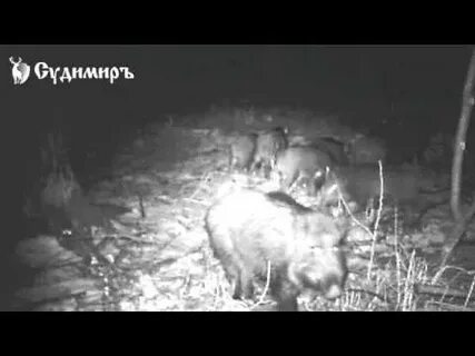 Кабанов сцена
