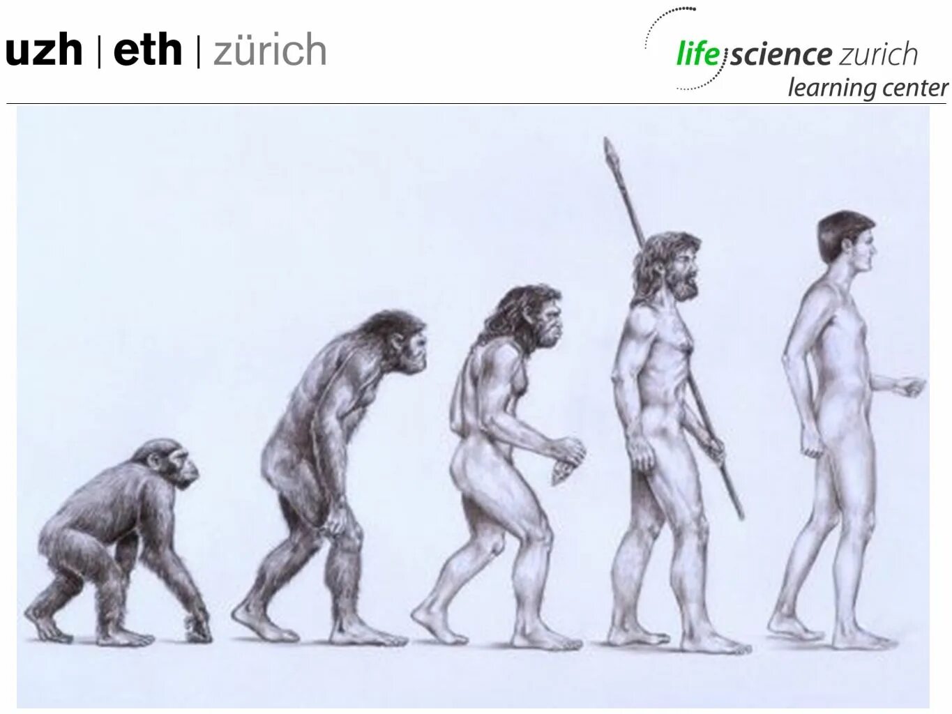 Хомо сапиенс сколько лет существует. Человек превращается в обезьяну. Превращение в обезьяну. Превращение обезьяны в человека. Теория Дарвина.