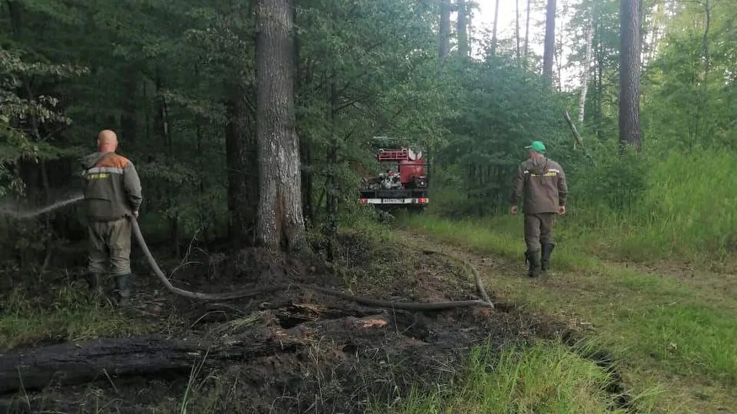 Лес мхт. Лесное хозяйство. Пожар в лесу. Территория леса. Возгорание леса.