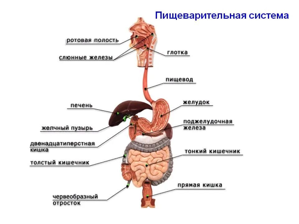 В пищеводе железы расположены в. Строение органов пищеварительной системы. Пищеварительная система человека схема органов пищеварения. Пищеварительный тракт человека схема по порядку. Подпишите отделы пищеварительной системы человека.