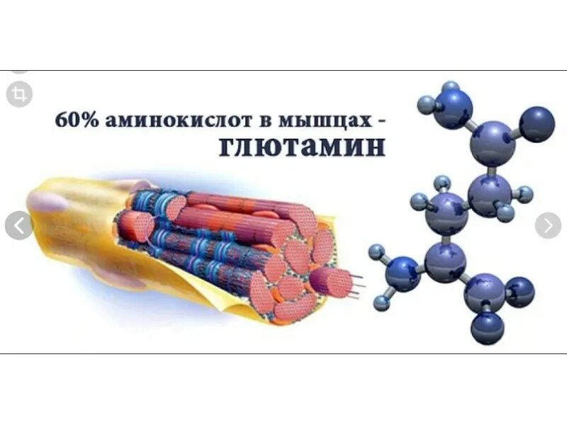 Зачем пить глютамин. Аминокислоты для мышц. глутаминовая кислота в каких продуктах содержится. глютамин в продуктах. глутаминовая кислота содержится.