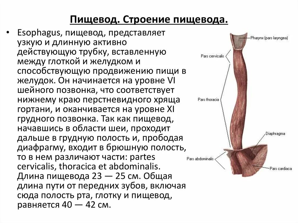 Картинки КАК ВЫГЛЯДИТ ПИЩЕВОД