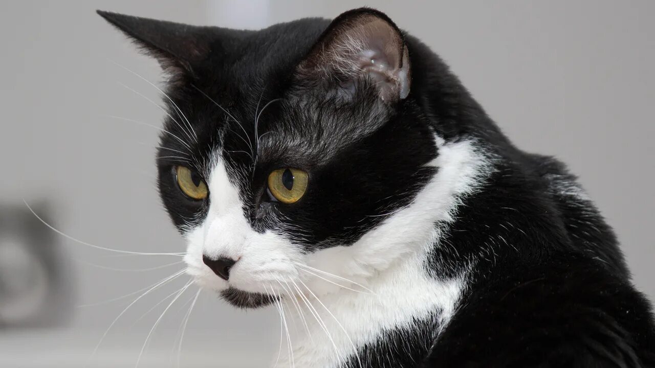 Tuxedo cat. Такседо кошка. tuxedo кот. порода кошек смокинг. чёрно-белые кошки породы.