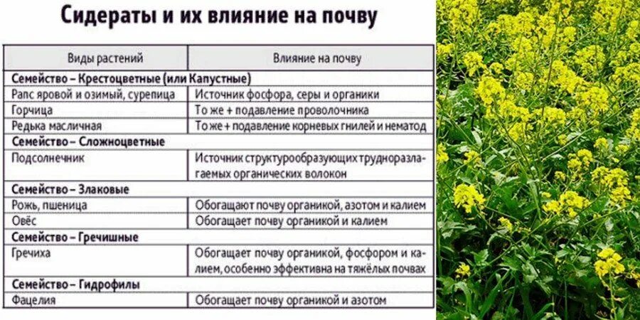 Можно ли сажать горчицу. Фацелия и горчица сидераты. Бобовые крестоцветные сидераты. Двулетние растения сидераты. Горчица сарептская сидерат.