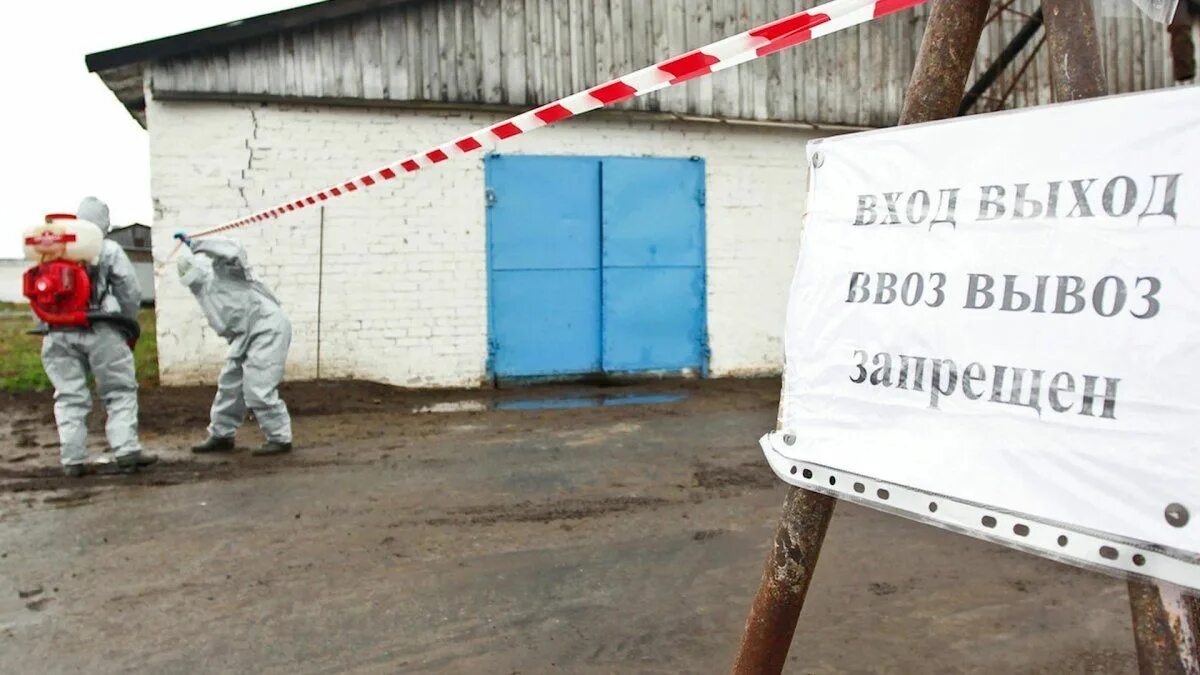 Карантин животных. Карантинные мероприятия. Карантин по бешенству животных. Карантин животных. Карантин бруцеллез крс.