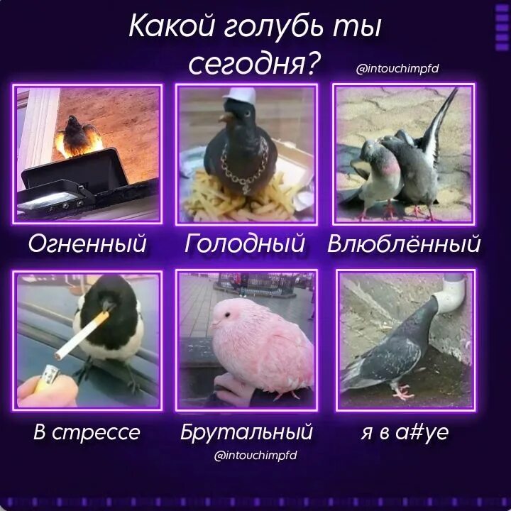 голубь какой прилагательные. рассказ про голубя. я как глупая птичка. какая птица считается божественной. голубь какой прилагательные.