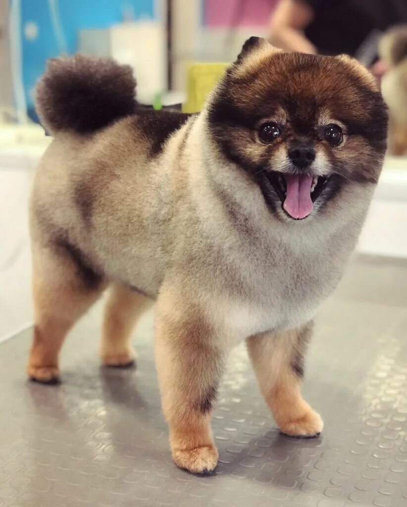 Грумер тула. Грумер тула. Груминг собак в орске. Стрижка собак и кошек. Груминг для шпица цена в белгороде.