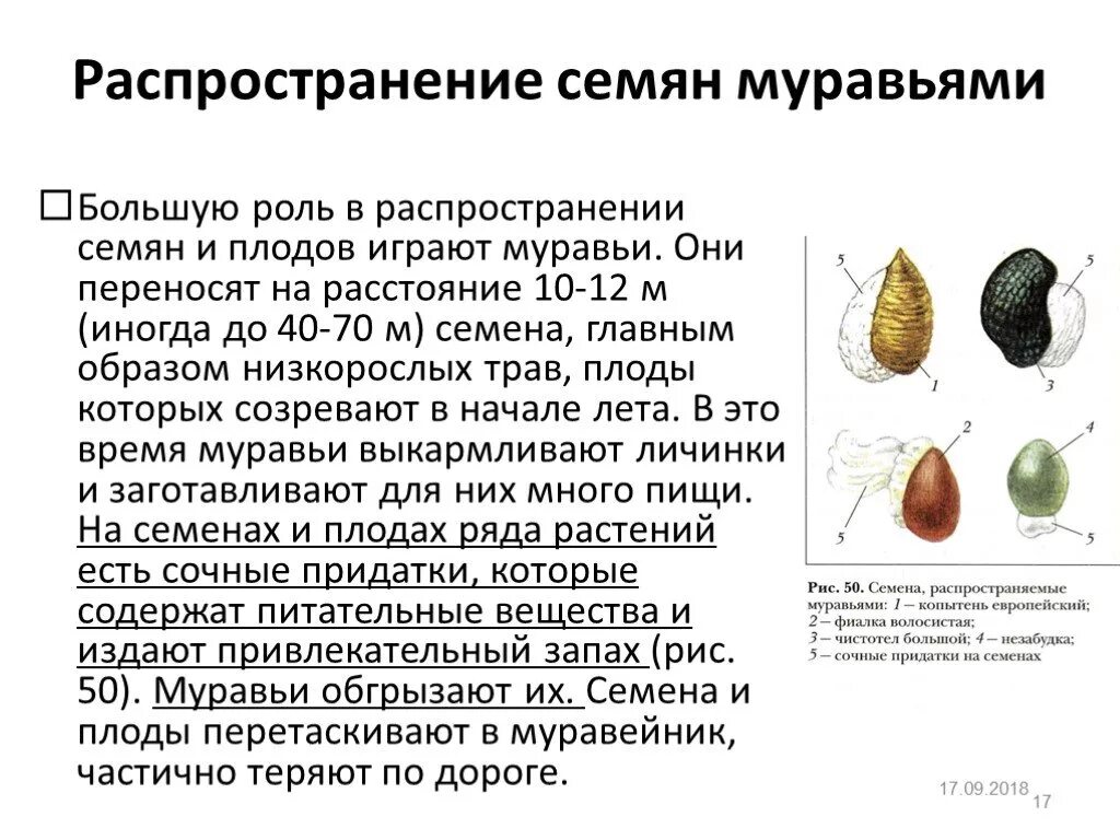 Каким способом распространяется. Сообщение распространение плодов и семян. Распространение семян и плодов растений. Семя способы распрастронения. Распространение семян у растений.