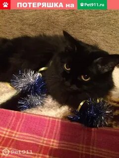 3 кота чита