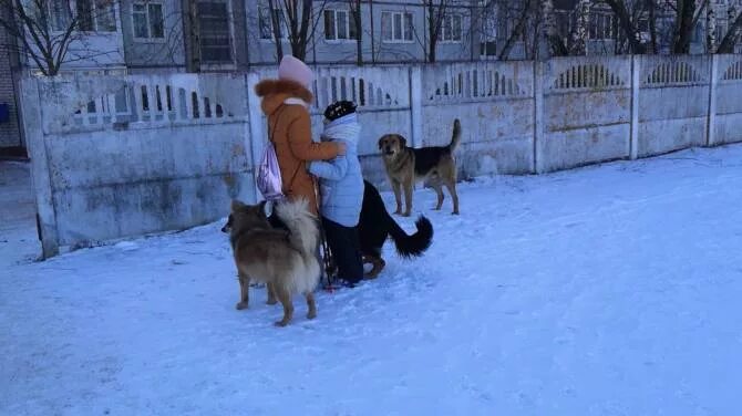 Собака бросаться на детей. Собака бросаться на детей. Бродячие собаки нападают на людей. Бездомные животные нападают на людей. Собака бросаться на детей.