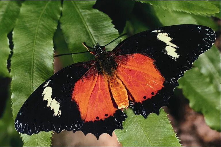 бабочка brenthia hexaselena. бабочка на цветке. бабочки регистрация. бабочки красные и желтые картинки. бабочка парусник тоас.