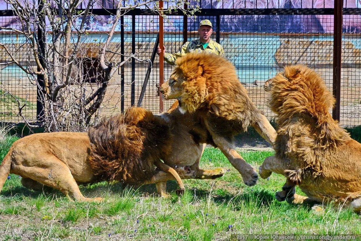 снежный барс парк тайган. ютуб парк тайган последние. парк тайган крым. зоопарк тайган в крыму. парк львов тайган.
