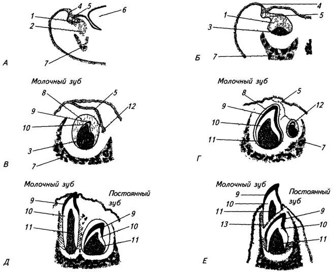 Схема формирования зуба. Эмбриональное развитие зубов. Развитие зубов у человека